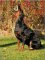Nylon dog harness for tracking / walking Designed to fit Doberman - H6