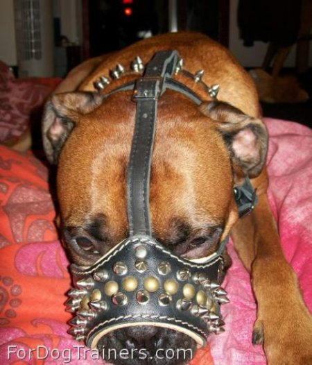 *Boris looks powerful in Padded dog muzzle with spikes for all breeds M61