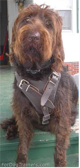 *Winston Labradoodle looking gorgeous in his new Leather Dog Harness H1