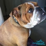 "Caterpillar Style" Leather Dog Collar with 1 Row Dotted Pyramids