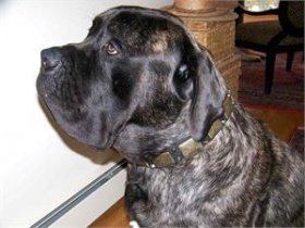 *Oso wearing our exclusive Gorgeous War Dog Leather Dog Collar - C85 (old brass massive plates +2 nickel pyramids)