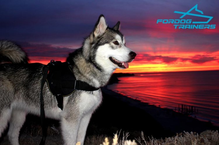 Malamute Looking Awesome in Nylon Dog Harness for Training and Walking
