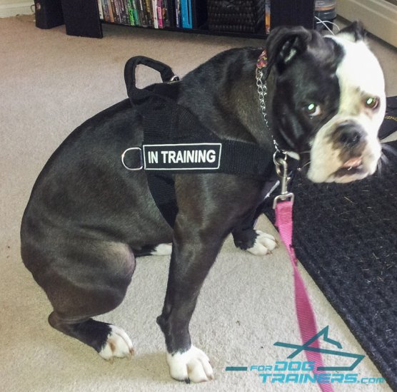 English Bulldog Wears New Perfect Control Harness with Patches
