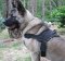 *Kimo Akita looking Great in All Weather Extra Strong Nylon Harness - H6