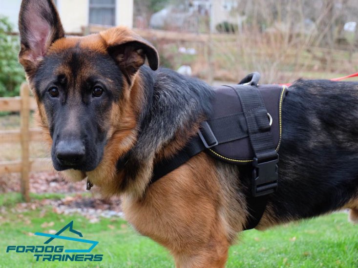 *Theo in Multifunctional Nylon Harness - Best Harness for German Shepherd
