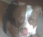 *Royo finally received Designed to fit Pitbull - H6 All Weather dog harness for tracking / pulling