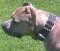 Pitbull *Nina looking great with our 2 inch wide Leather Spiked Dog Collar on