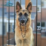 *Brynn German Shepherd with Pinch Dog Collar of Black Stainless Steel