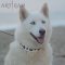 *Aika Wearing Handmade *White Leather Dog Collar from FDT Artisan Design