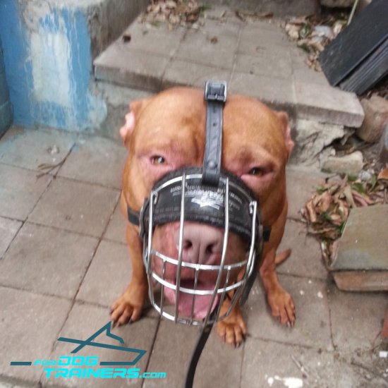 Wire Cage Muzzle - Best Dog Muzzles for Pitbulls