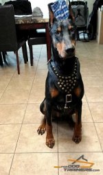 *Dobby Looks Cool in Studded Leather Dog Harness of Exclusive Design