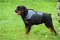 30% Discount - NEW 2018 All Season Extra Strong Nylon Vest Dog Harness for Rottweiler- H13-Outdoor