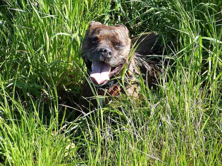 *Noel wearing our exclusive Hand painted by our artists leather dog collar - FLAMES*-product code c79