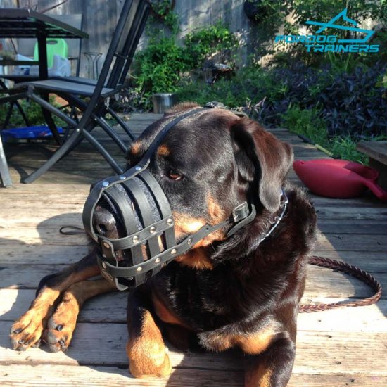 Strong *Diesel Wearing Leather Rottweiler Basket Muzzle with Supreme Ventilation
