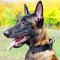 Malinois Weatherproof Nylon Dog Collar with Quick Release Buckle