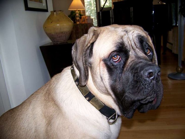 Lovely Bullmastiff wearing our exclusive Gorgeous War Dog Leather Dog Collar - C85 (old brass massive plates +2 nickel pyramids)