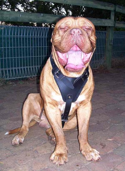 Agitation / Protection / Attack Leather Dogue de Bordeaux Harness - إضغط الصورة للإغلاق
