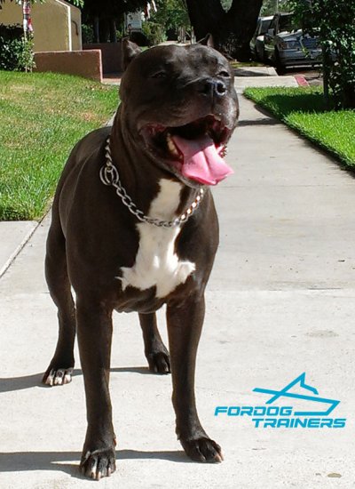 Massive Pitbull Presents HS Chrome-plated Choke Chain Dog Collar