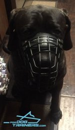 Presta Canario *Cabo Wears Wire Basket Muzzle