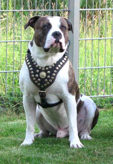 Royal Dog Harness - Exclusive Design Studded Leather Harness