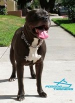 Massive Pitbull Presents HS Chrome-plated Choke Chain Dog Collar