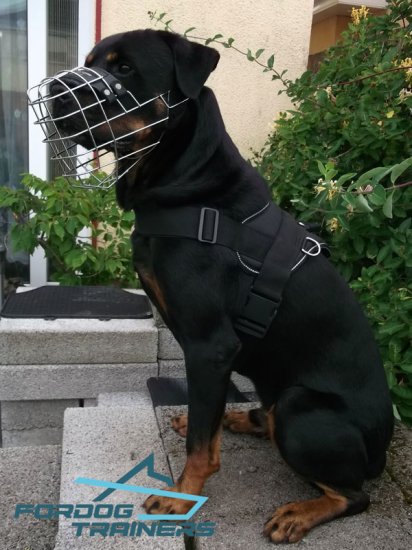 Rottie Strutting in His Wire Cage Muzzle- Lightweight & Comfortable Construction