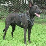 Dutch Shepherd in Super Comfortable Leather Dog Harness for Attack Training