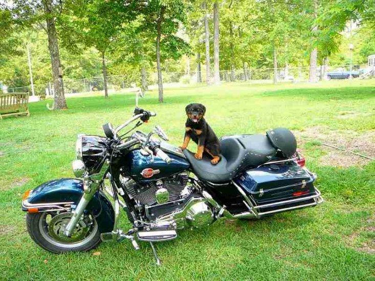 Agitation / Protection / Leather Dog Harness Perfect For Your Rottweiler H1