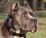 Gorgeous *Dave Wearing our War Style Leather Dog Collar for Pitbulls