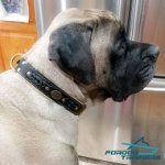 Luxurious Leather English Mastiff Collar for Royal Dog