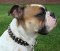 *Tank English Bulldog looks wonderful in Leather Spiked Dog Collar - s33