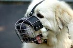 *Noah wearing our exclusive Wire Basket Dog Muzzles M4