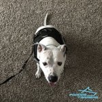 Control Nylon Dog Harness with Reflective Front Strap