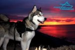 Malamute Looking Awesome in Nylon Dog Harness for Training and Walking