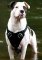 Protection Training Leather Dog Harness For Your American Bulldog