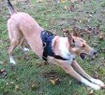 *Graham wearing our All Weather dog harness for tracking / pulling Designed to fit Belgian Malinois- H6