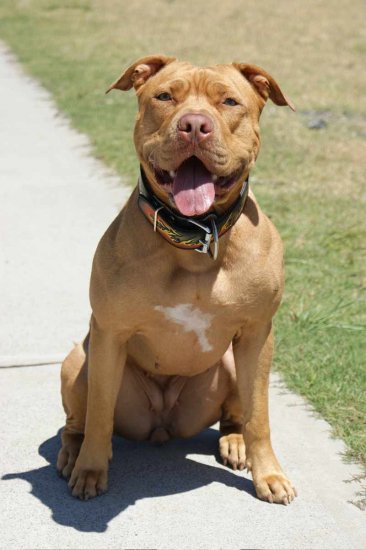 *Karma wearing our exclusive Hand painted by our artists leather dog collar - FLAMES*-product code c79*