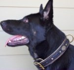 *Alois got cool gift the Royal Nappa Padded Hand Made Leather Dog Collar - Fashion Exclusive Design - code C43