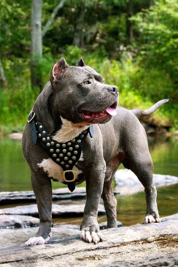 Adjustable Leather Dog Harness with Studded Padded Chest Plate