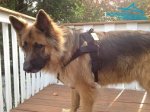 *Duke Trying on his New Multitasking Nylon Dog Harness for German Shepherd