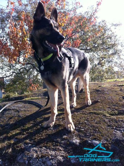 Multifunctional German Shepherd Harness of Practical and Wear-proof Nylon