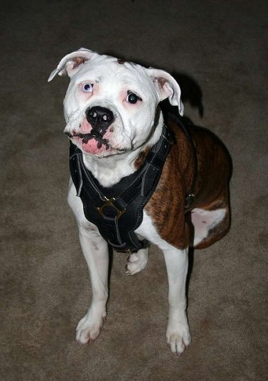 Handcrafted Padded Leather Dog Harness Perfect for Pitbull Training