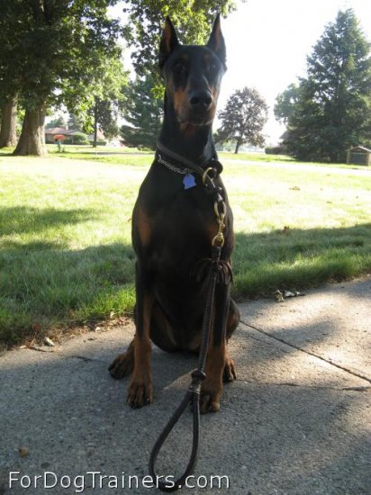 *Grace in Exclusive Round leather silent training choke collar