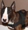 Bull Terrier *Rebel looks nice in All Weather dog harness for tracking / pulling - H6