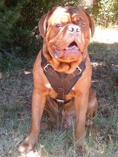 Agitation / Protection / Attack Leather Dog Harness Perfect For Your Mastiff H1