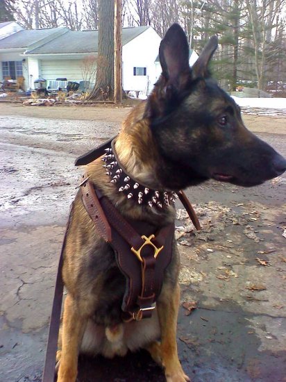 Exclusive Luxurious Handcrafted Padded Leather Dog Harness Perfect for your Malinois- H10
