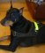 *Sergio looks brilliant in All Weather Reflective harness H6plus - (5 sizes available)