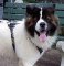 Akita *Axels enjoys his new Tracking / Walking dog harness made of leather - H3