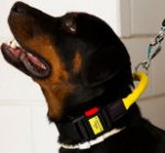 Smart *Boss wearing Nylon dog collar with handle and quick release buckle