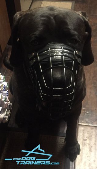 Presta Canario *Cabo Wears Wire Basket Muzzle